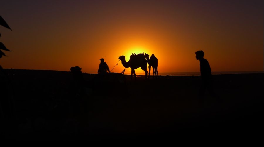 VAE: Kamele mutieren zur „Cash-Cow“