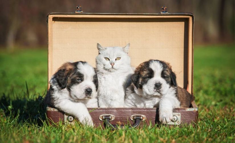 Verreisen mit Haustier: Was zu beachten ist