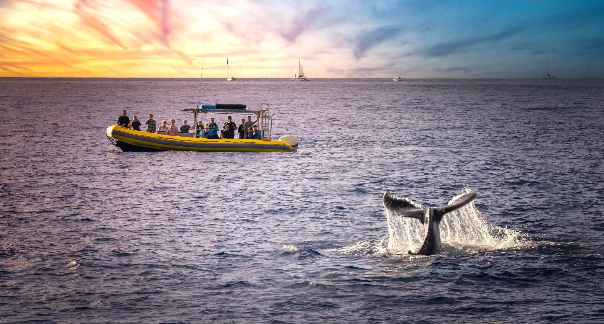 Whale-Watching: Wie die Begegnung mit Walen verantwortungsvoll gelingt