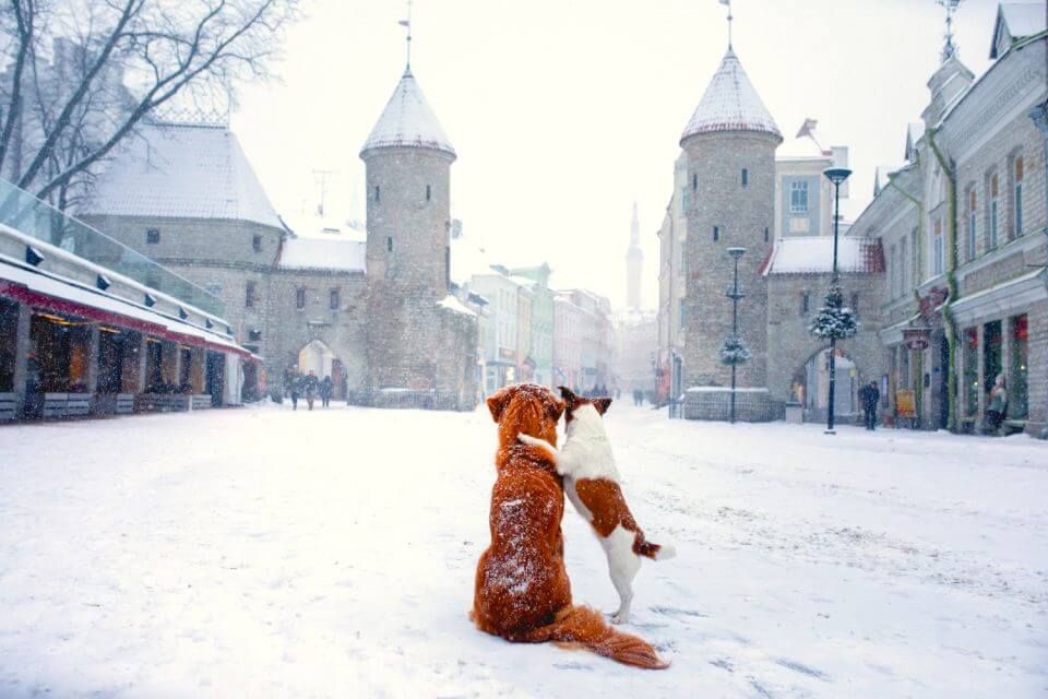 Tallinn hat die meisten Schneetage Europas - und eine wunderschöne Altstadt.