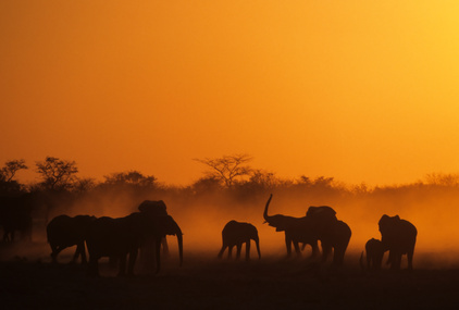 elefanten, namibia