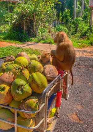 Kokosnuss Affen in Thailand
