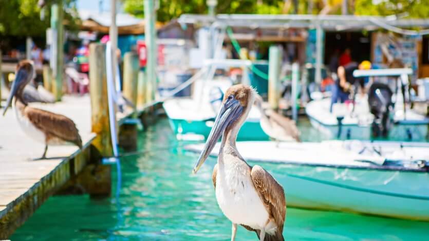 Pelikane in Florida